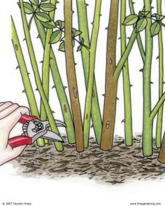 someone is cutting bamboo with scissors in the ground next to some tall green plants and grass