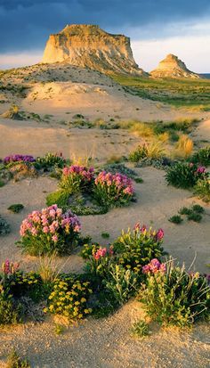 wildflowers grow in the sand near a large rock outcropping on an arid plain