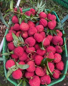 a green basket filled with lots of ripe red fruit on top of grass and leaves