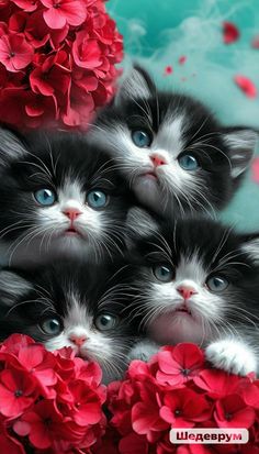 three black and white kittens with blue eyes surrounded by red flowered petunias