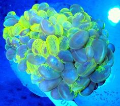 a bunch of yellow and blue sea sponges in the middle of the ocean water