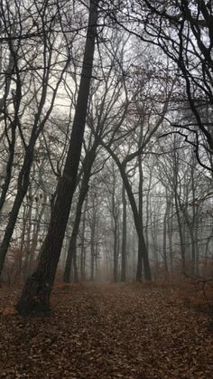 trees and leaves in the woods on a foggy day with no one around them