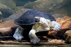 a large turtle sitting on top of a wooden log in an aquarium filled with rocks