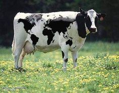 a black and white cow standing on top of a lush green field with yellow flowers