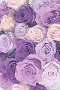 a bouquet of purple and white roses