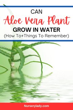 an aloe vena plant growing in water with text overlay reading can aloe vena plant grow in water how to things to remember