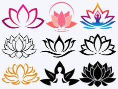 four different types of lotus flowers on a white background