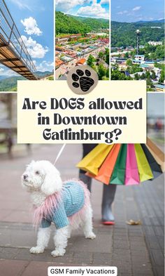 Are Dogs Allowed In Downtown Gatlinburg? Canine Companions, Pet Lovers, Family Vacation, Dog Friends, Outdoor Spaces, Good News