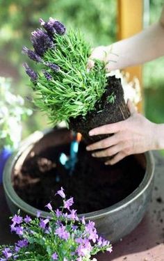 Guide to growing Lavender successfully Grow Lavender, Growing Lavender, Vertical Herb Garden, Herbs Garden, Lavender Garden, Herb Gardening, Lavender Plant, Growing Herbs