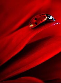 a lady bug sitting on top of a red flower