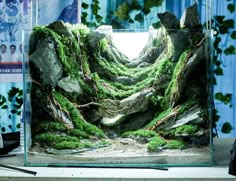 an aquarium with moss growing on the rocks and water in it's bottom half