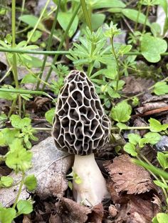 a close up of a mushroom on the ground with leaves and plants in the background