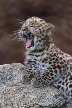 a baby leopard yawns while sitting on top of a rock with its mouth open