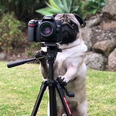 a pug dog standing on top of a tripod with a camera attached to it's leg