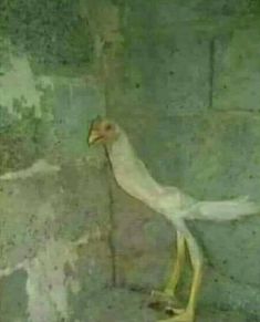 a white bird standing on top of a cement wall