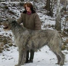 a woman standing next to a large gray dog in the snow