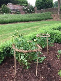 some plants that are growing in the dirt near grass and bushes with one plant on it's side