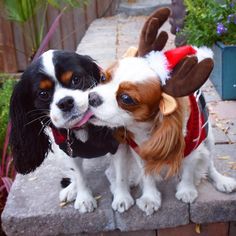 two dogs dressed up as reindeers standing next to each other on a brick wall