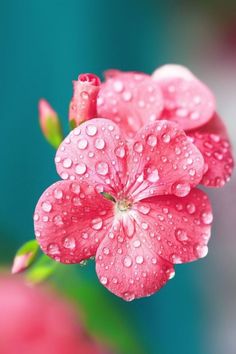 pink flowers with water droplets on them