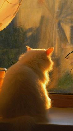 a white cat sitting on top of a window sill next to a potted plant