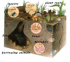 an animal's life cycle is shown in this diagram, including plants and animals