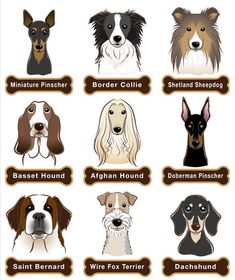 different breeds of dogs with names