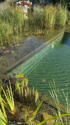 an empty swimming pool surrounded by tall grass and water lilies in the foreground