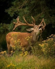 a deer with large antlers standing in tall grass and wildflowers, looking at the camera