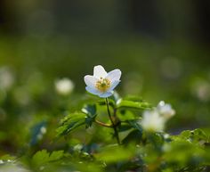 a small white flower sitting in the middle of some green leaves and grass with water droplets on it