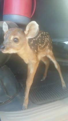 a baby deer is standing in the back seat of a car