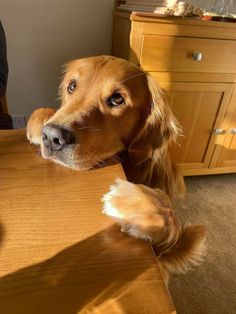 a brown dog sitting at a table looking over it's shoulder with his paw on the edge