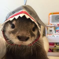 an animal wearing a shark hat on top of it's head and looking at the camera