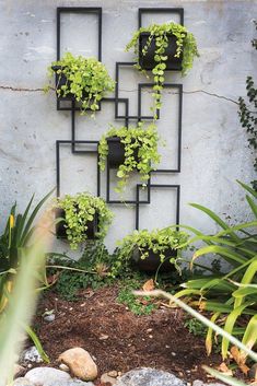 some plants are growing on the side of a building with black metal frames around them