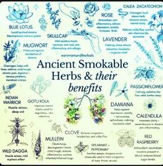 Smokeable Herbs, Herbs And Their Benefits, Smokable Herbs, Dream Herbs, Medical Herbs, Magia Das Ervas, Magic Herbs, Magical Herbs, Herbal Healing