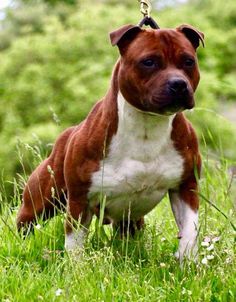 a brown and white dog standing on top of a lush green field