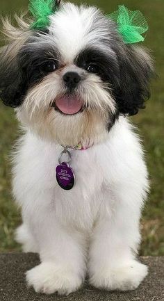 a small white and black dog with green bows