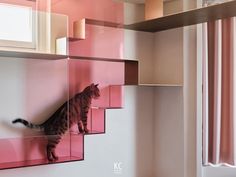 a cat climbing up the side of a set of stairs in a room with pink walls