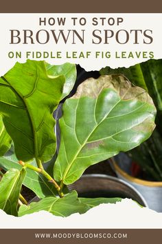 a close up of a plant with the words how to stop brown spots on fiddle leaf fig leaves