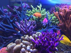 an aquarium filled with lots of different colored corals