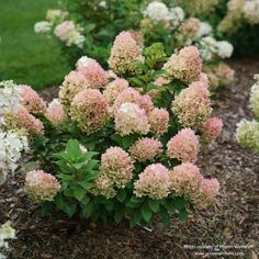 some pink and white flowers in the grass