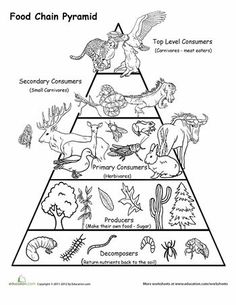 the food chain pyramid with animals and plants on it, as well as other items