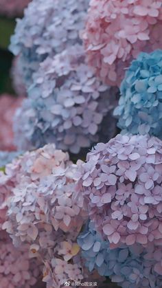 many pink and blue flowers are shown together