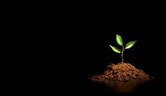 a small green plant sprouts out of the dirt on top of a black surface