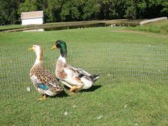 two ducks standing next to each other near a fenced in area with water and trees