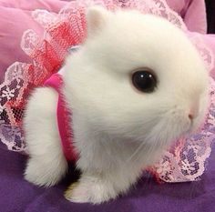 a small white rabbit with a pink ribbon around its neck