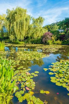 a pond with lily pads and trees in the background