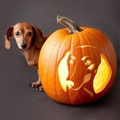 a dog sitting next to a carved pumpkin with a face on it's side