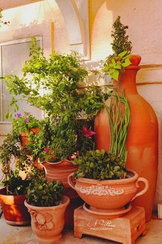 several potted plants sit in front of an orange vase