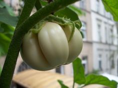 some green and white tomatoes hanging from a tree in front of a building on a sunny day