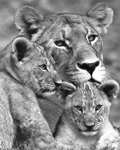 two young lions cuddle with their mother in black and white photograph by wildlife photographer person